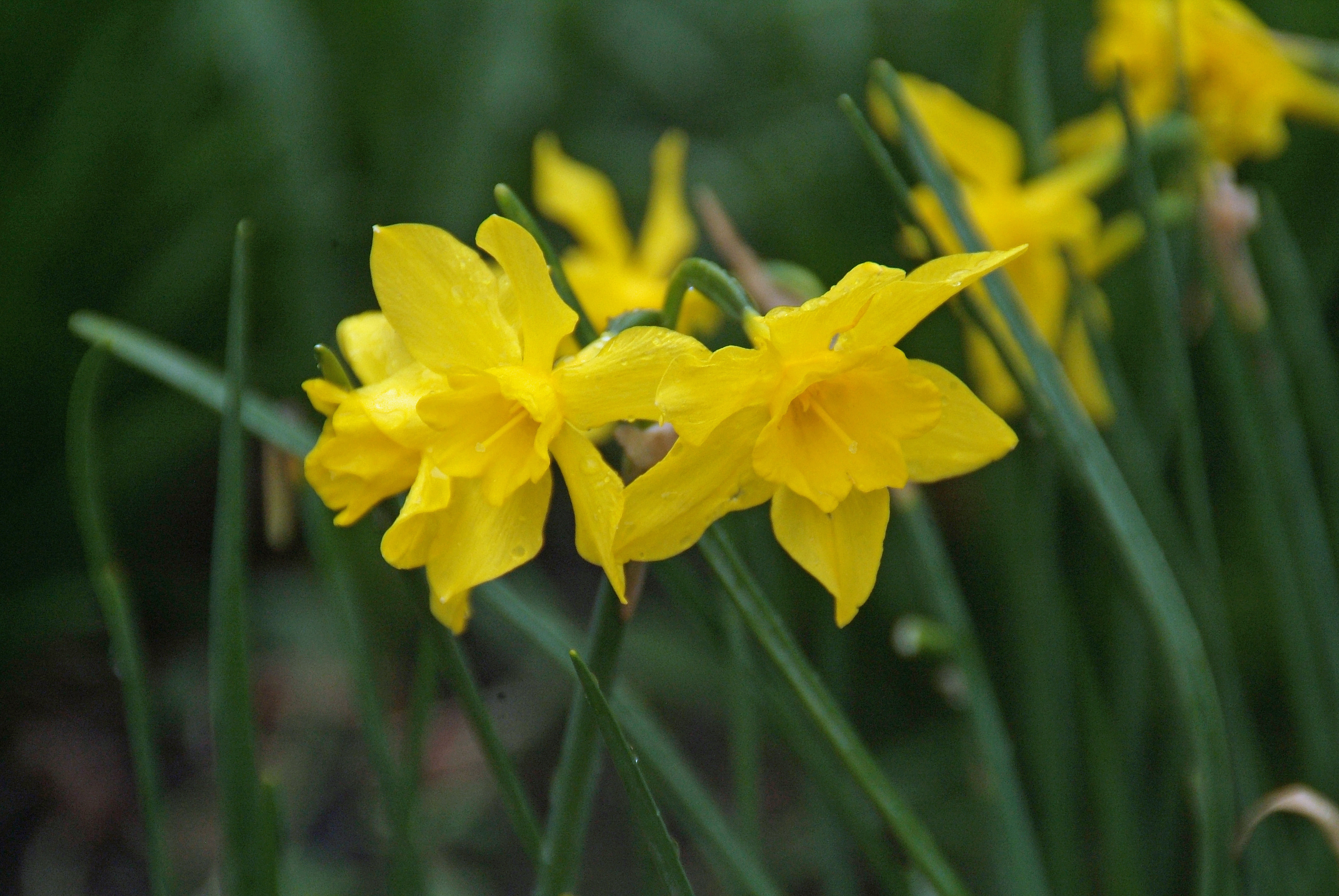 Narcissus x odorus Campernelle enkelbloemig bestellen